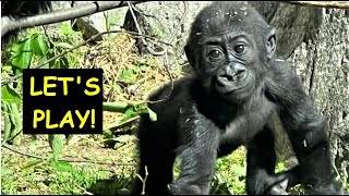 Baby Gorilla  Kayembe #13, #gorilla