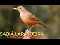 🐦CANTO DOS PÁSSAROS🐦 - SABIÁ LARANJEIRA