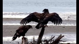 Juvie Eagles on the Mississippi River Flyway  25 November 2019