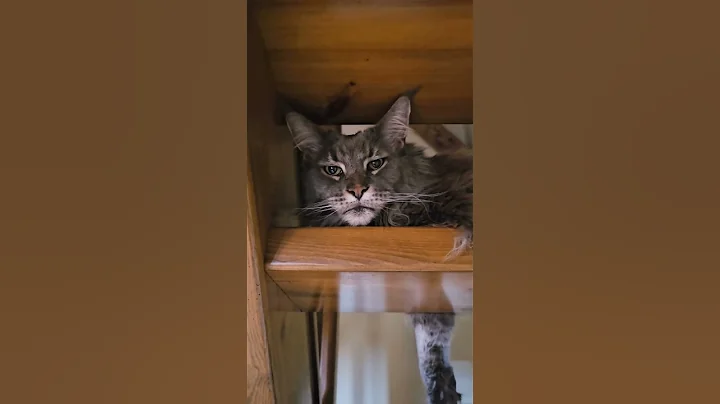 Watch the video about Maine coon inspiration 😻 Liam #mainecooncat #mainecoonlovers #mainecoon #catlover #catlife #chat
