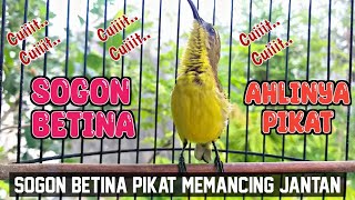 SOGON BETINA MEMANGGIL JANTAN  ‼️ AMPUH UNTUK PANCINGAN SOGON AGAR BUNYI DAN NAIK BIRAHI