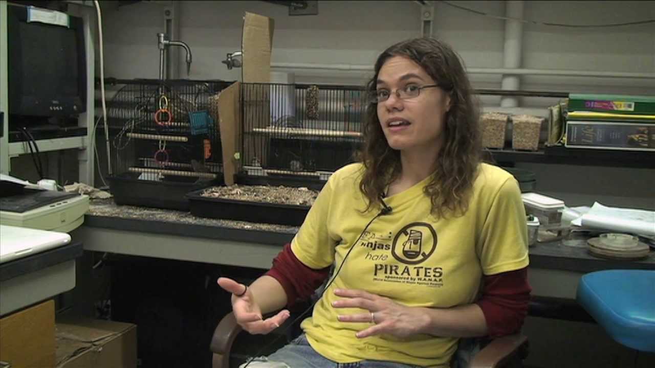 Colorado Potato Beetle