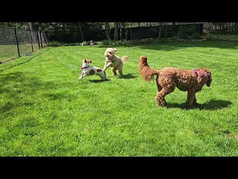 Milo sets a boundary! 