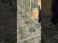 Easy wood embedding with tools #shorts