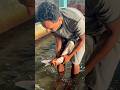 বিগ্রেড মাছের ডিম সংগ্রহ চলতাছে #fish #reelsfypシ #breeding