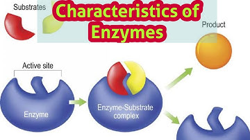 Characteristics of enzymes | Biology 9th - Chapter 6 Enzymes | Lecture 2