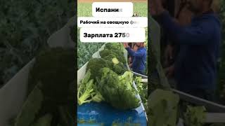 Работа в Европе, Великобритании и Канаде! #работамечты #многоденег #работадлякыргызов #зарплаты