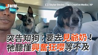 一聽要去見爺奶 聰明狗狗興奮狂嚶等不及｜寵物動物｜澳洲牧牛犬｜精選影片