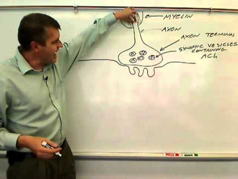 parts of the neuromuscular junction wmv youtube neuromuscular junction