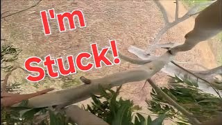 How to Get Your Drone Stuck in a Tree 🌳 (HQ Serated Propellers)