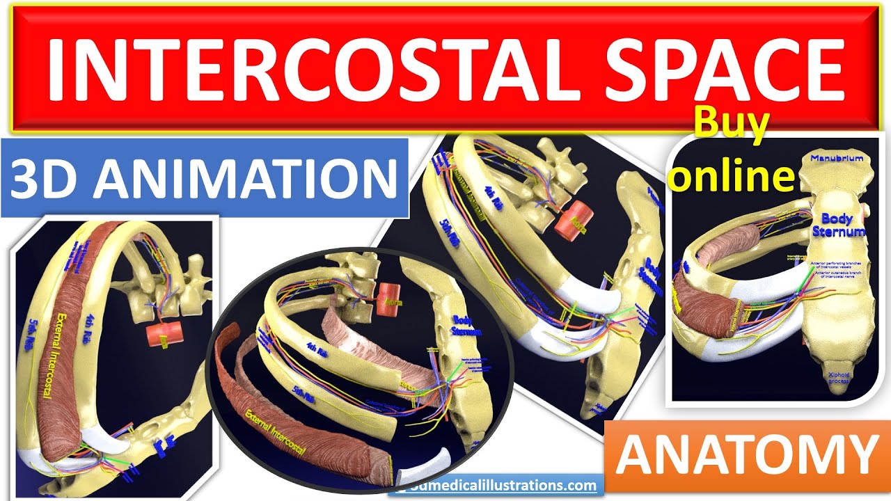 Intercostal Space Anatomy The Intercostal Muscles Intercostal intercostal-space-anatomy-the-intercostal-muscles-intercostal