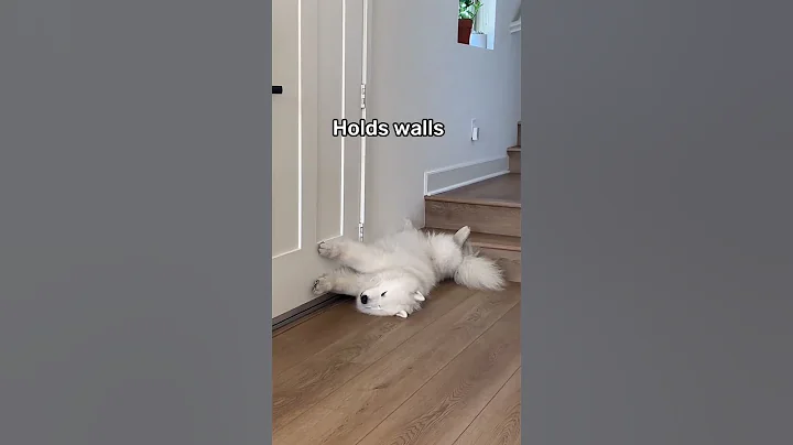 Weird things my Samoyed does - Holding edition - DayDayNews