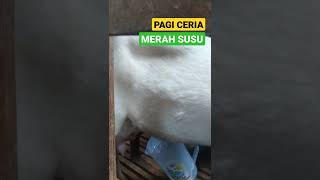 Praktek Memerah Susu Oleh Mahasiswi
