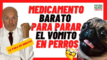 ¿Qué medicamento de uso humano puedo dar a mi perro para los vómitos?