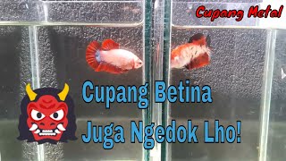 Cupang Betina Juga Ngedok Lho...