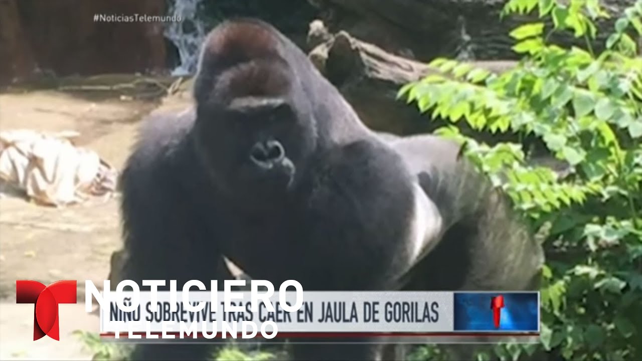 UFMG investiga aluno que teria chamado seguranças de gorilas - Notícias -  R7 Minas Gerais