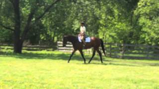 Harley Flatwork