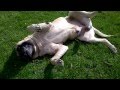 English Mastiff - Carlos  - Rolling on the Lawn