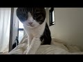 【親子猫】在宅ワークで思いついた遊びをしたらこんな事になっちゃった【スコティッシュフォールド】