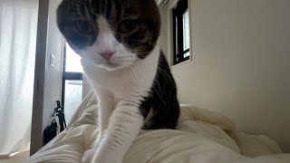 【親子猫】在宅ワークで思いついた遊びをしたらこんな事になっちゃった【スコティッシュフォールド】