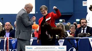Scottish Kennel Club 200th Championship Show Day 2 Working Pastoral Toy & Utility Groups & BIS by ShowdogMedia 423 views 1 year ago 3 hours, 1 minute