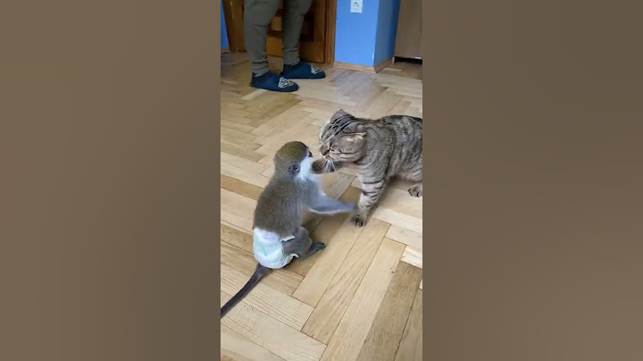 Обезьяна чуть не порешила кота🙀