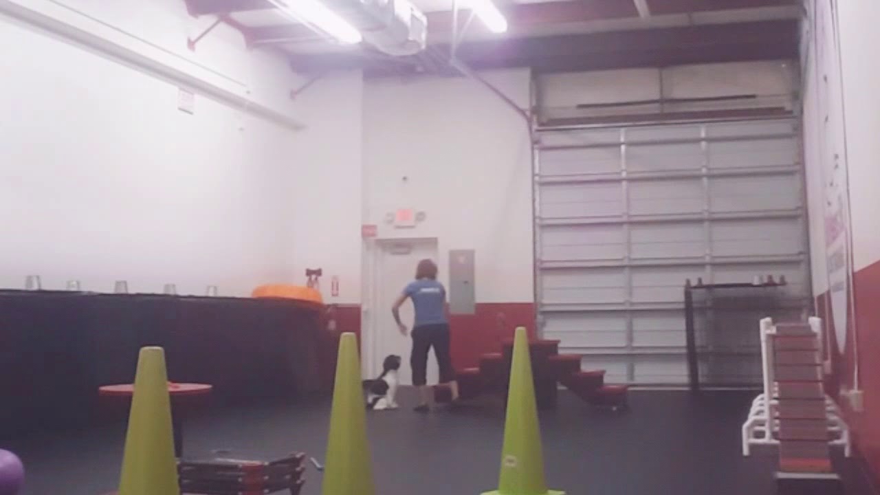 Dog Agility Basics_steps, ramps, bridge, balance YouTube