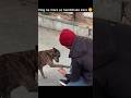 Dog Performs Amazing Flip🐶🤸‍♂️ #DogFlip #DogTrick #AgilityDog #FunnyDogs #DogLovers #Pets #shorts