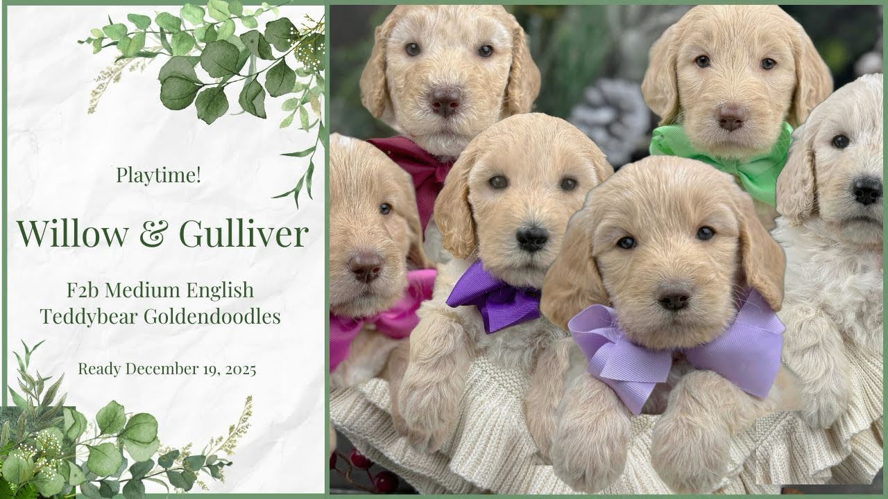 Willow’s F2b Medium English Teddy Bear Goldendoodles In Missouri - Ready 12/19/25 - Playtime!