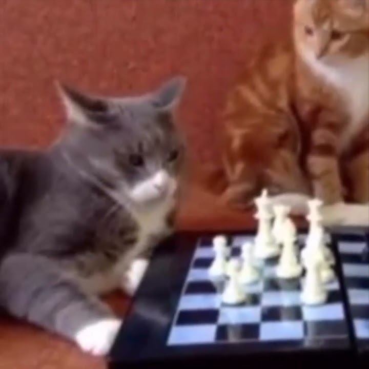 Open world chess with cats