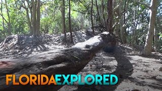 A Romp Through the Woods at Markham Park - Sunrise, Florida | Florida Explored