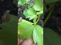 🌱🌱Liebstöckel– das aromatische „Maggikraut“ #wood #garten #nature #plants #mushroomforest #shroomy