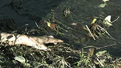 『恐怖新聞』 予告編