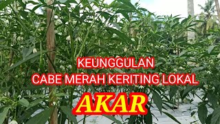 Keunggulan Tanaman Cabe Akar