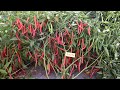 This year introducing chilli hybrid varieties 202324 ravihybridseeds