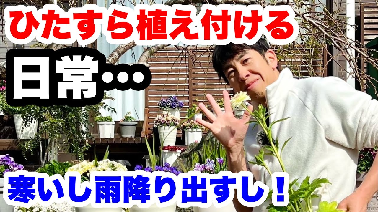 ■『ぽみんさん専用』ゆるふわ園芸やっちゃんねる □ついに開幕『見元園芸』×『やっちゃんねる』コラボ配信