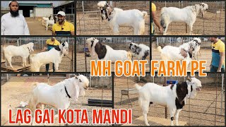 Lag Gai Ek Or Kota Mandi Mh Goat Farm Par Bade Or Khubsurat Kota Dekho Bhopali Andaz Me