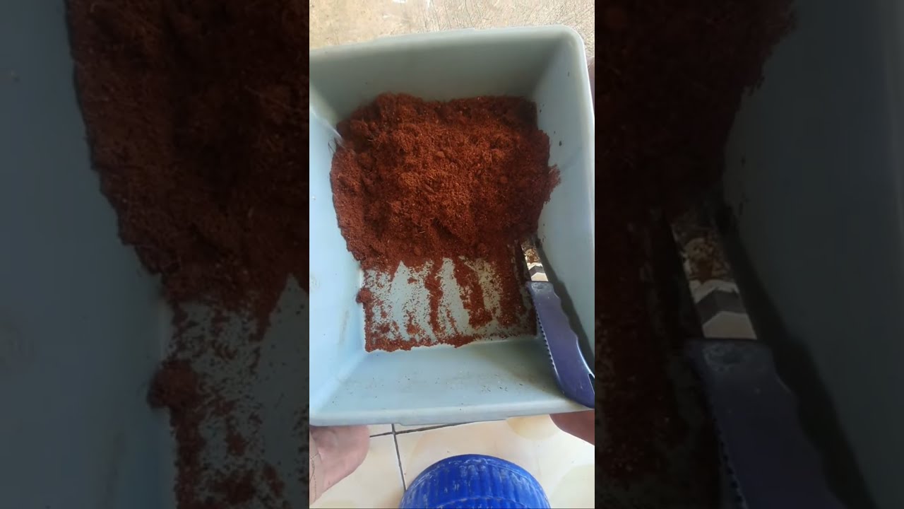 cara membuat media cangkok jambu hong pause