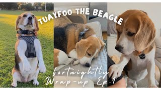 Tuayfoo fortnightly wrap up Ep.1 | ถ้วยฟู | Beagle in Perth