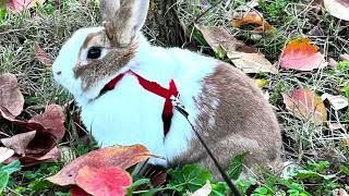 🌳At the park!🌳 #nature  #speed run  #rabbit  #better place  #fast and furious by Rabbit Nuvoletta Story 185 views 5 months ago 8 minutes, 17 seconds