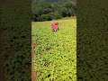 Sabuja pahada agana re