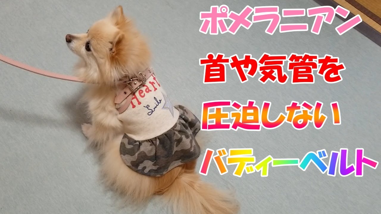 気管虚脱悪化防止のため、首や気管を圧迫しないバディーベルトを買ってきました。