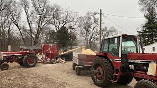 Ear corn sure does make good cattle feed final step in raising the best beef on the market.