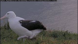 Northern Royal Albatross 25 08 2026 5 ~ 🤴Āwheo K/F71💓🤩
