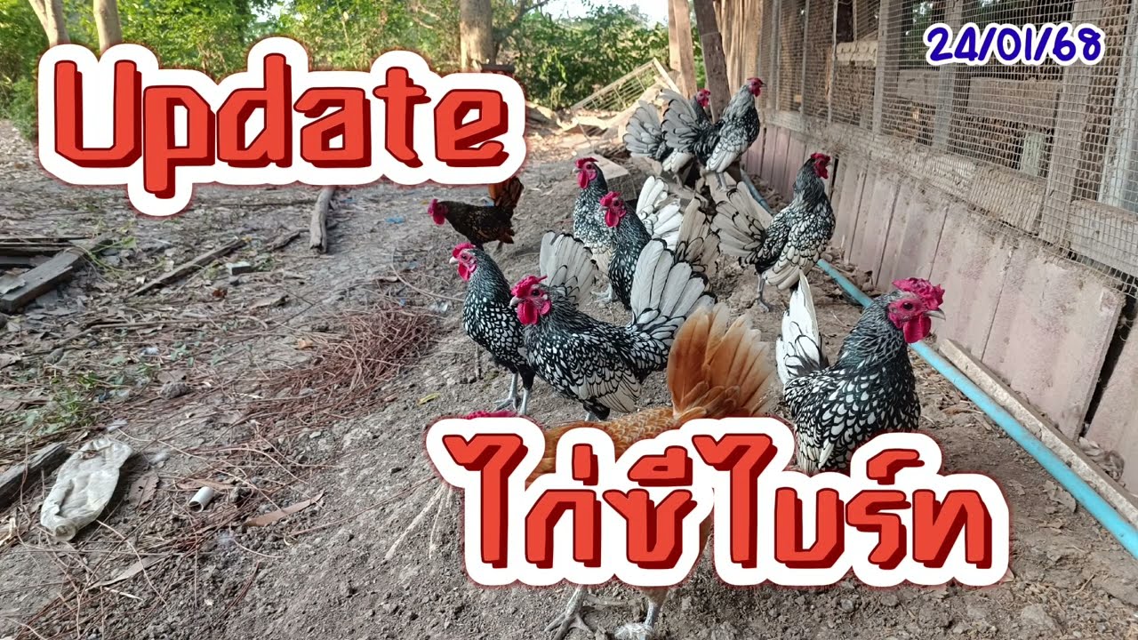 ไก่ซีไบร์ท Seabright (24/01/68) #ไก่ซีไบร์ท #ไก่สวยงาม #เลี้ยงไก่สวยงาม #Seabright