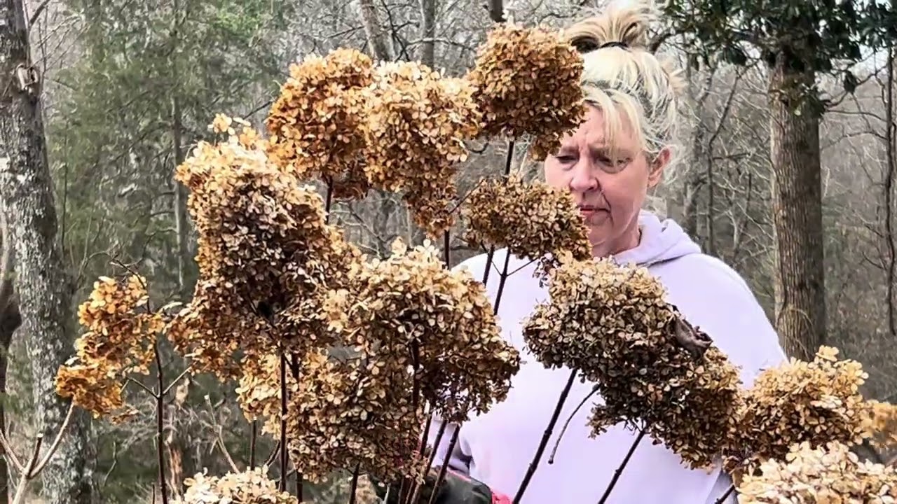 Trimming hydrangea how to guide