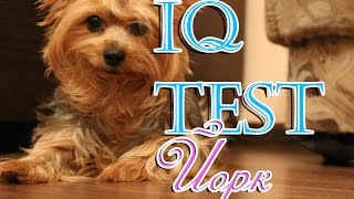 IQ Тест для Йорка(#6)