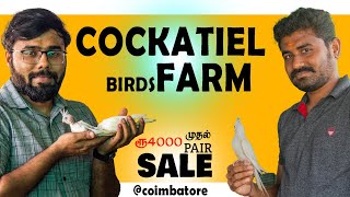 Cockatiel Birds Farm தமிழ் | Sale | Breeding Cockatiel Pairs | Prasanth 360