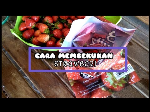 Video: 4 Cara Memasak Lentil Hijau atau Coklat