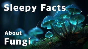 The Secret Life of Fungi | Calm Science for Sleep